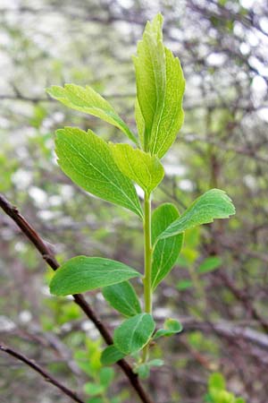 Spiraea x vanhouttei \ Pracht-Spierstrauch / Meadowsweet, D Langg&ouml;ns 25.4.2015