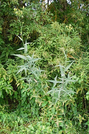 Sonchus palustris \ Sumpf-G�nsedistel / Marsh Sow-Thistle, D Grettstadt 18.7.2015