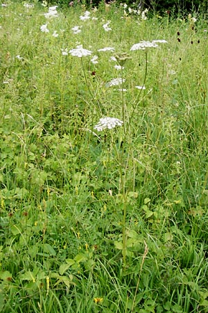 Peucedanum palustre \ Sumpf-Haarstrang / Marsh Hog's Parsley, Milk Parsley, D Grettstadt 18.7.2015