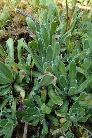 Saxifraga paniculata \ Rispen-Steinbrech, Trauben-Steinbrech / Livelong Saxifrage, D Beuron 26.7.2015