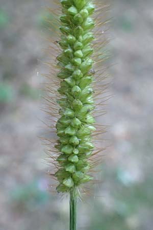 Setaria pumila \ Rote Borstenhirse, Fuchsrote Borstenhirse / Yellow Bristle Grass, D Odenwald, Hammelbach 2.10.2015