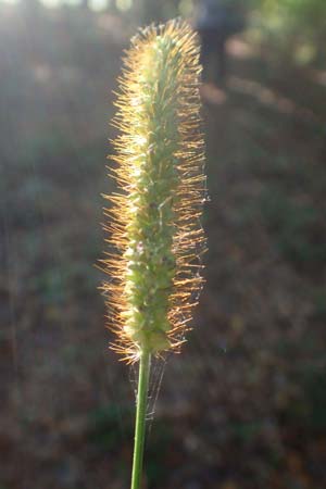 Setaria pumila \ Rote Borstenhirse, Fuchsrote Borstenhirse / Yellow Bristle Grass, D Odenwald, Hammelbach 2.10.2015