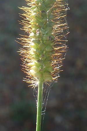 Setaria pumila \ Rote Borstenhirse, Fuchsrote Borstenhirse / Yellow Bristle Grass, D Odenwald, Hammelbach 2.10.2015