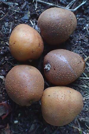 Sorbus domestica \ Speierling / Service Tree, D Mannheim 5.10.2015