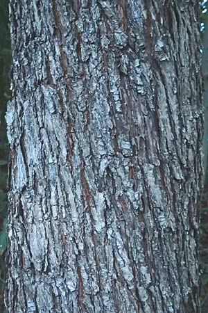 Sorbus domestica \ Speierling / Service Tree, D Mannheim 5.10.2015