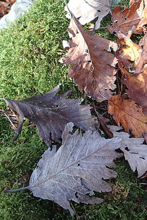 Sorbus pulchra \ Sch&ouml;ne Mehlbeere / Goessweinstein Whitebeam, D Franken/Franconia G&ouml;&szlig;weinstein 4.11.2015