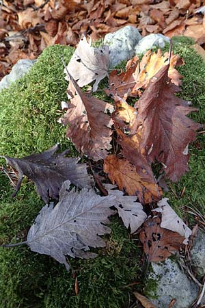 Sorbus pulchra \ Sch&ouml;ne Mehlbeere / Goessweinstein Whitebeam, D Franken/Franconia G&ouml;&szlig;weinstein 4.11.2015
