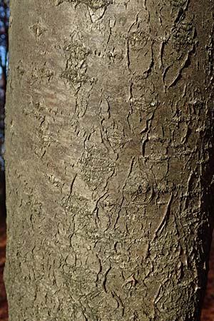 Sorbus pulchra \ Sch&ouml;ne Mehlbeere / Goessweinstein Whitebeam, D Franken/Franconia G&ouml;&szlig;weinstein 4.11.2015