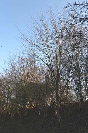 Sorbus domestica \ Speierling / Service Tree, D Mannheim 17.3.2016