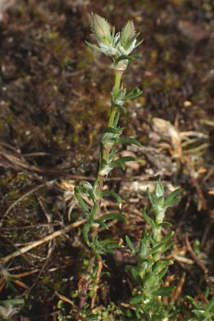 Spergularia rubra \ Rote Schuppenmiere, Roter Sp�rkling / Sea Spurrey, D Schriesheim 14.5.2016