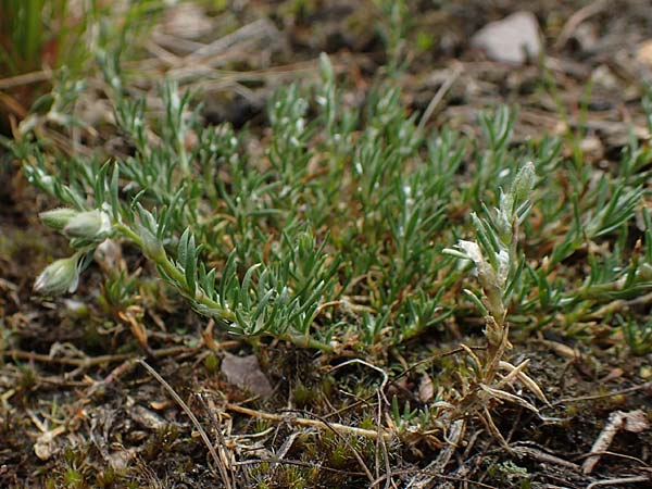 Spergularia rubra \ Rote Schuppenmiere, Roter Sp�rkling / Sea Spurrey, D Schriesheim 14.5.2016