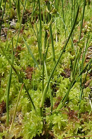 Scheuchzeria palustris \ Blumenbinse, Blasensimse / Rannoch Rush, Marsh Scheuchzeria, D Pfronten 28.6.2016