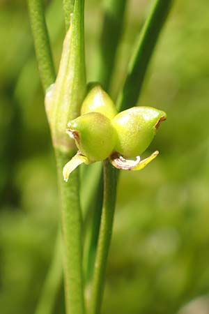 Scheuchzeria palustris \ Blumenbinse, Blasensimse / Rannoch Rush, Marsh Scheuchzeria, D Pfronten 28.6.2016