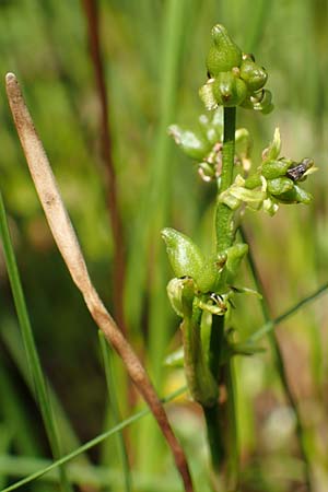 Scheuchzeria palustris \ Blumenbinse, Blasensimse / Rannoch Rush, Marsh Scheuchzeria, D Pfronten 28.6.2016