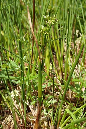 Scheuchzeria palustris \ Blumenbinse, Blasensimse / Rannoch Rush, Marsh Scheuchzeria, D Pfronten 28.6.2016