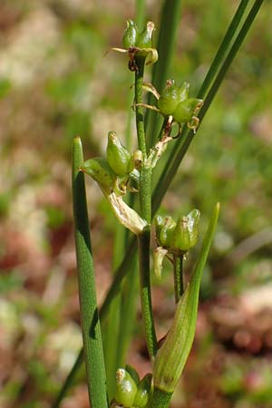 Scheuchzeria palustris \ Blumenbinse, Blasensimse / Rannoch Rush, Marsh Scheuchzeria, D Pfronten 28.6.2016