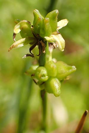 Scheuchzeria palustris \ Blumenbinse, Blasensimse / Rannoch Rush, Marsh Scheuchzeria, D Pfronten 28.6.2016
