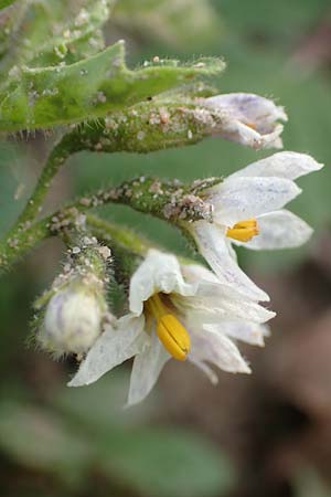 Solanum nitidibaccatum \ Argentinischer Nachtschatten, Glanzfr�chtiger Nachtschatten / Ground-Cherry Nightshade, Hairy Nightshade, D Hassloch 1.11.2016
