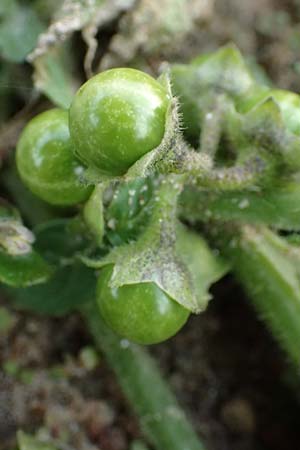 Solanum nitidibaccatum \ Argentinischer Nachtschatten, Glanzfr�chtiger Nachtschatten / Ground-Cherry Nightshade, Hairy Nightshade, D Hassloch 1.11.2016