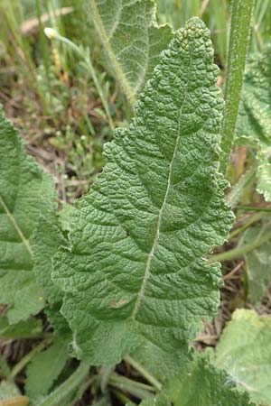 Salvia pratensis \ Wiesen-Salbei / Meadow Clary, D Mannheim 6.5.2017