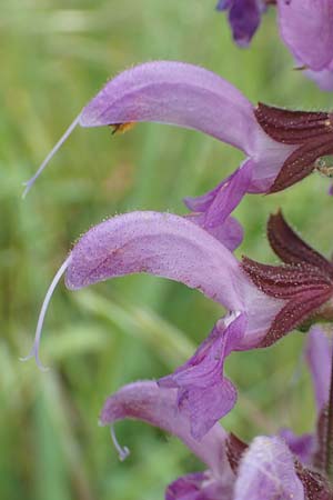 Salvia pratensis \ Wiesen-Salbei / Meadow Clary, D Mannheim 6.5.2017