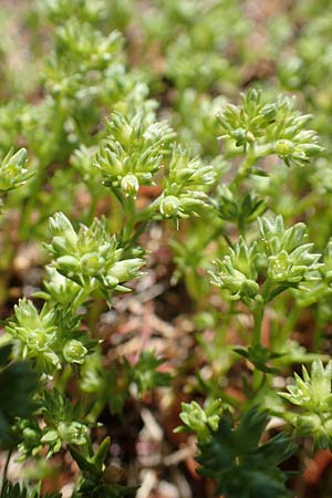 Scleranthus polycarpos \ Triften-Kn�uelkraut / German Knotweed, D Schwarzwald/Black-Forest, Belchen 27.5.2017