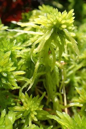 Sphagnum flexuosum \ Gekr&uuml;mmtes Torfmoos / Flexuous Peat Moss, D Olfen 19.8.2017