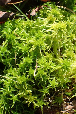 Sphagnum flexuosum \ Gekr&uuml;mmtes Torfmoos / Flexuous Peat Moss, D Olfen 19.8.2017