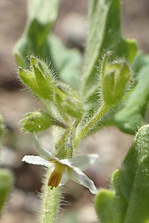 Solanum nitidibaccatum \ Argentinischer Nachtschatten, Glanzfr�chtiger Nachtschatten / Ground-Cherry Nightshade, Hairy Nightshade, D Mannheim 17.9.2017