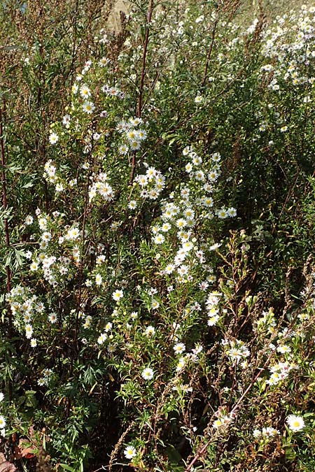 Symphyotrichum spec1 ? \ Herbst-Aster / Michaelmas Daisy, D Mannheim,  Friesenheimer Insel 3.10.2017