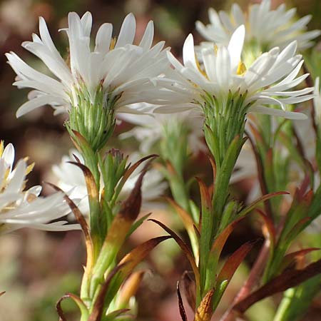 Symphyotrichum spec1 ? \ Herbst-Aster / Michaelmas Daisy, D Mannheim,  Friesenheimer Insel 3.10.2017