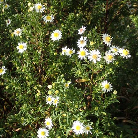 Symphyotrichum spec1 ? \ Herbst-Aster / Michaelmas Daisy, D Mannheim,  Friesenheimer Insel 3.10.2017