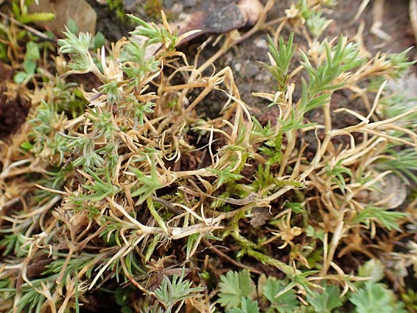 Scleranthus polycarpos \ Triften-Kn�uelkraut / German Knotweed, D St.  Leon 23.3.2018