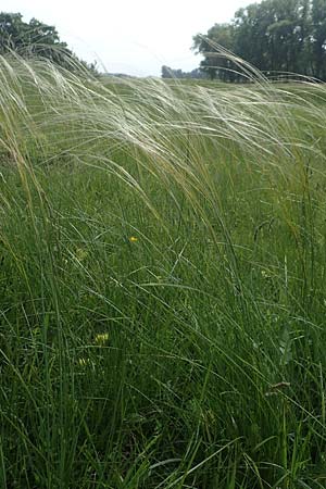 Stipa joannis \ Echtes Federgras, Grauscheidiges Federgras / Grey-Sheathed Feather-Grass, D Gerolzhofen-Sulzheim 17.5.2018