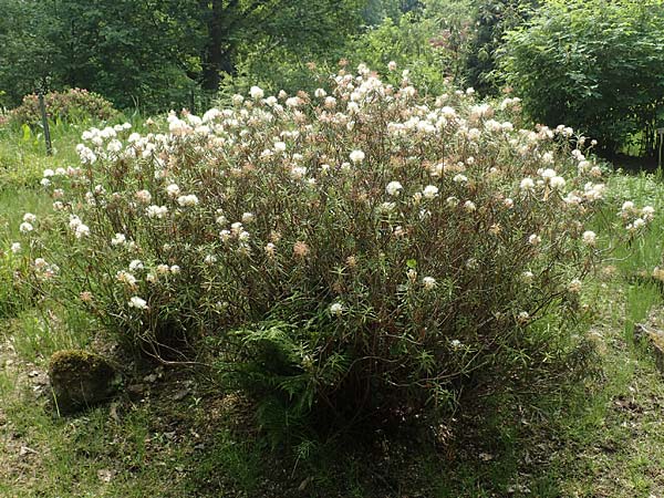 Rhododendron tomentosum \ Sumpf-Porst / Labrador Tea, D Botan. Gar.  Universit.  Bochum 22.5.2018