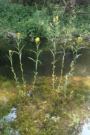 Senecio paludosus \ Sumpf-Greiskraut / Fen Ragwort, D Neuburgweier 5.6.2018