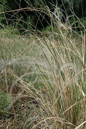Stipa pulcherrima \ Gro�es Federgras, Gelbscheidiges Federgras / Golden Feather-Grass, D Kaiserstuhl,  Burkheim 19.6.2008