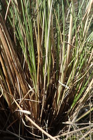 Stipa pulcherrima \ Gro�es Federgras, Gelbscheidiges Federgras / Golden Feather-Grass, D Kaiserstuhl,  Burkheim 19.6.2008