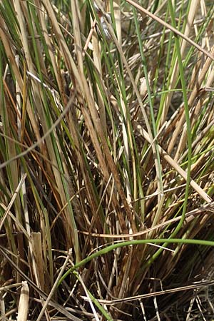 Stipa pulcherrima \ Gro�es Federgras, Gelbscheidiges Federgras / Golden Feather-Grass, D Kaiserstuhl,  Burkheim 19.6.2008