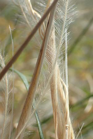 Stipa pulcherrima \ Gro�es Federgras, Gelbscheidiges Federgras / Golden Feather-Grass, D Kaiserstuhl,  Burkheim 19.6.2008