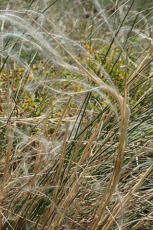 Stipa pulcherrima \ Gro�es Federgras, Gelbscheidiges Federgras / Golden Feather-Grass, D Kaiserstuhl,  Burkheim 19.6.2008