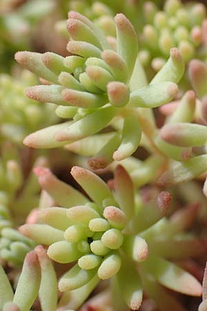 Sedum pallidum \ Bleiche Fetthenne / Turkish Stonecrop, D Eifel, Dreiborn 9.7.2018