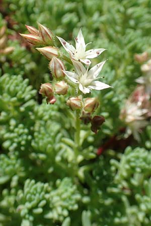 Sedum pallidum \ Bleiche Fetthenne / Turkish Stonecrop, D Eifel, Dreiborn 22.8.2018