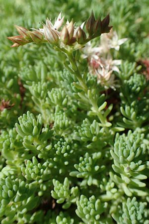 Sedum pallidum \ Bleiche Fetthenne / Turkish Stonecrop, D Eifel, Dreiborn 22.8.2018