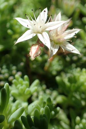 Sedum pallidum \ Bleiche Fetthenne / Turkish Stonecrop, D Eifel, Dreiborn 22.8.2018