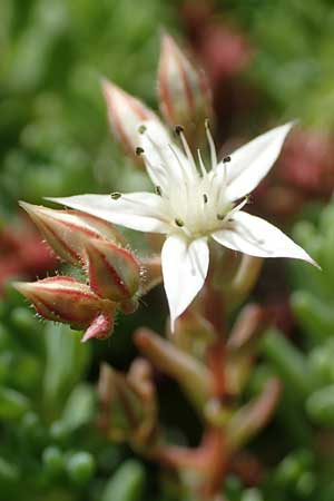 Sedum pallidum \ Bleiche Fetthenne / Turkish Stonecrop, D Eifel, Dreiborn 22.8.2018