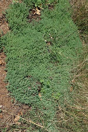Sedum pallidum \ Bleiche Fetthenne / Turkish Stonecrop, D Eifel, Dreiborn 22.8.2018