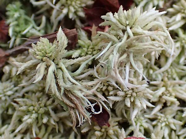 Sphagnum palustre \ Sumpf-Torfmoos / Prairie Sphagnum, D Harz,  Sonnenberg 24.8.2018