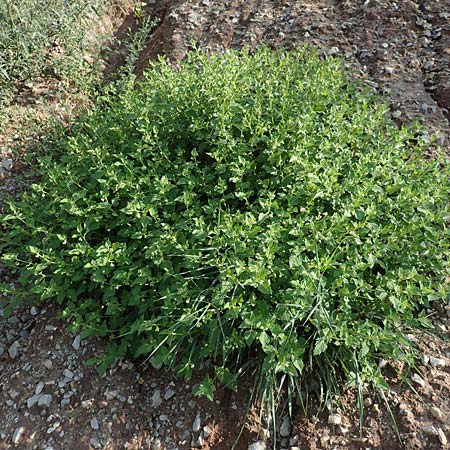 Solanum nitidibaccatum \ Argentinischer Nachtschatten, Glanzfr�chtiger Nachtschatten / Ground-Cherry Nightshade, Hairy Nightshade, D Bamberg 5.9.2018