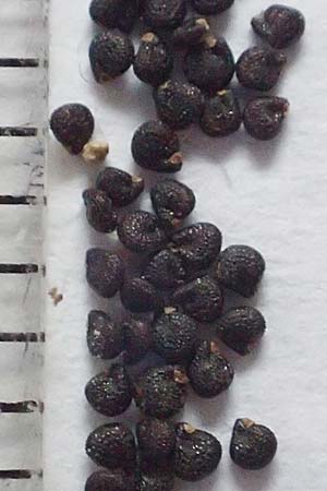 Portulaca papillatostellulata \ Papillenfr&uuml;chtiger Portulak / Papilla-Fruited Purslane, D Pfalz, Speyer 25.1.2019